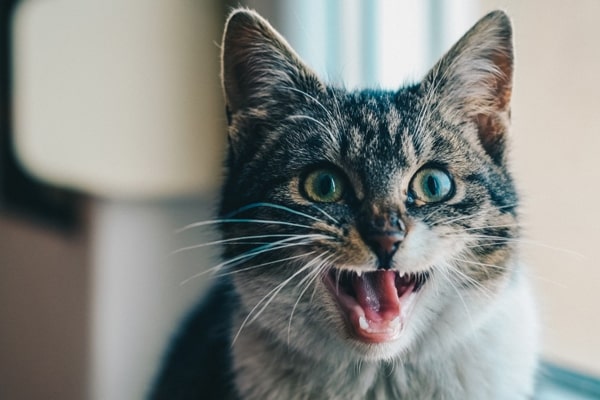 كيفية العناية بأسنان القطط
