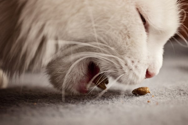 ماذا يأكل القط الشيرازي وما الأطعمة التي لا يجب أن يتناولها؟ - قَطَوات