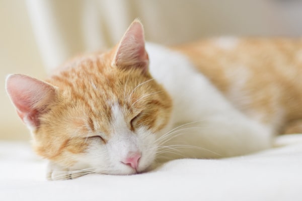 أعراض داء المقوسات عند القطط