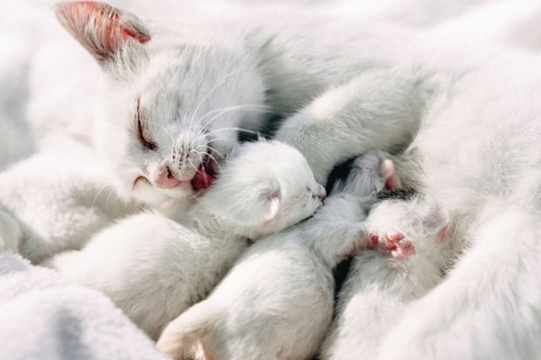 كم مدة حمل القطط بعد التزاوج