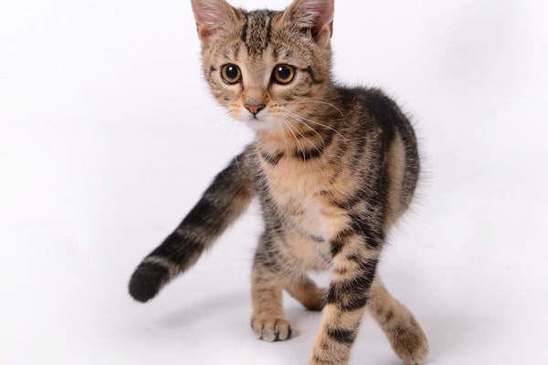 تاريخ قطط السافانا