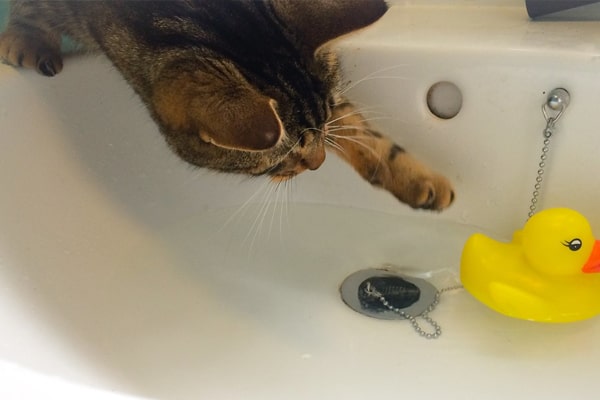 تدريب القطط على الاستحمام