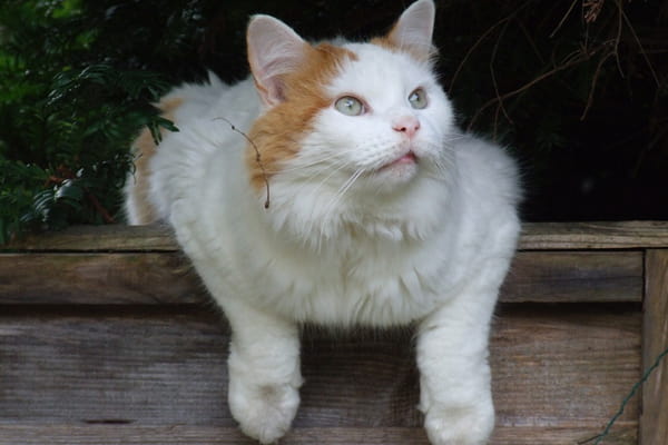 قط الفان التركي من سلالة القطط الطويلة