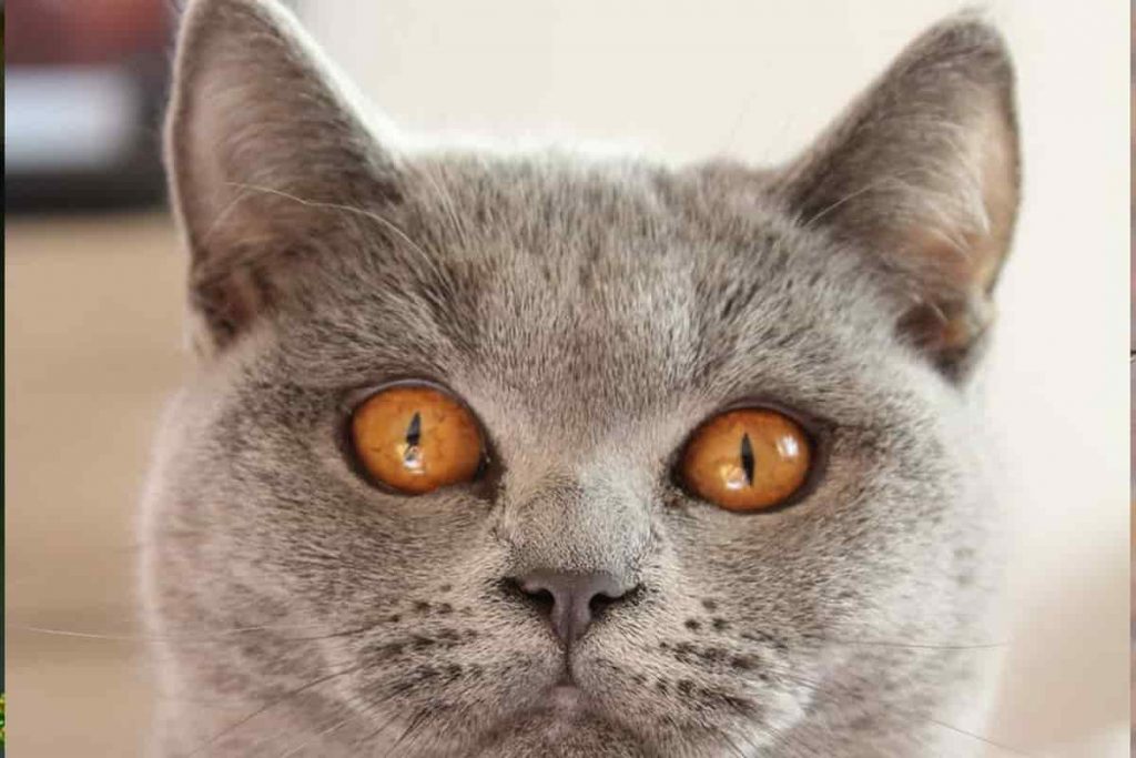 معاني حركات عيون القطط
