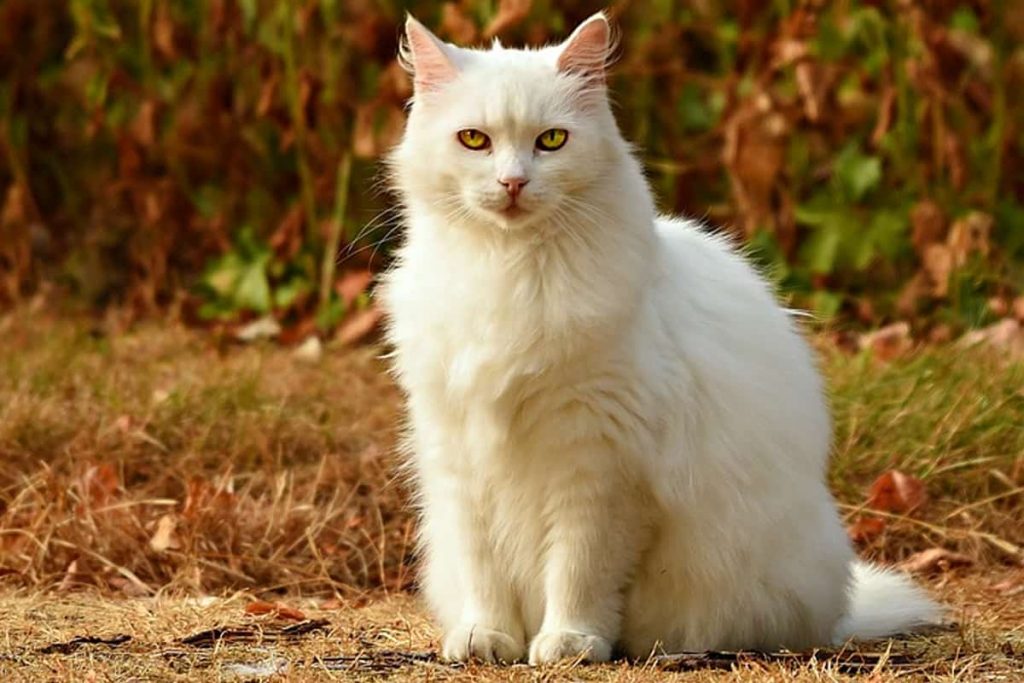 اسماء قطط ذكور بيضاء