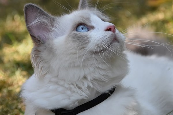 قط راغدول اجمل قط في العالم