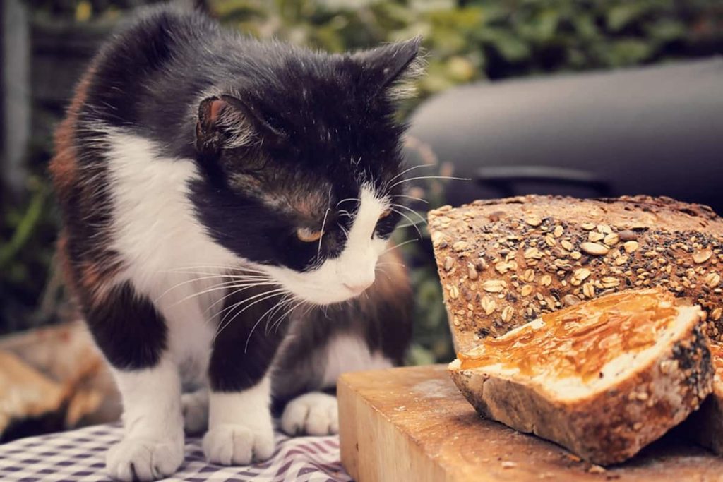 هل الخبز ضار للقطط