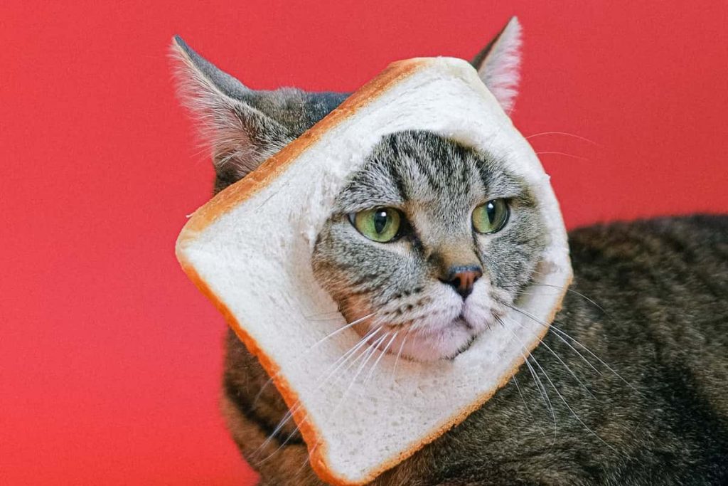 هل تأكل القطط الخبز