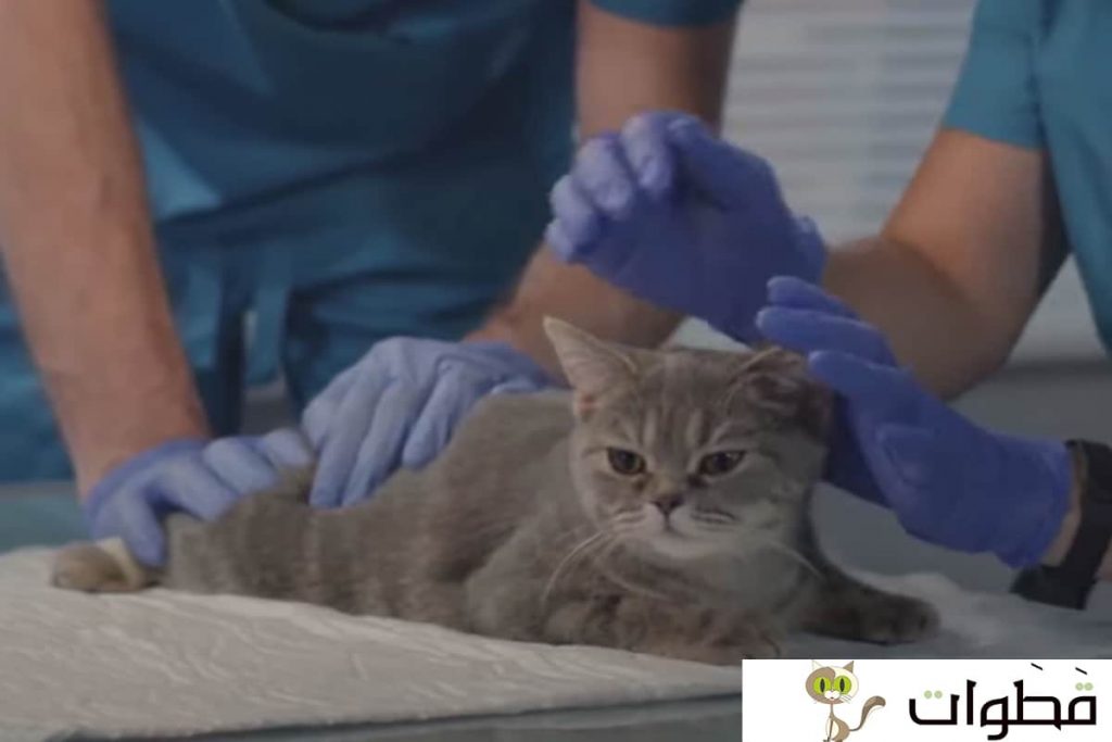 أسئلة عن تطعيم القطط