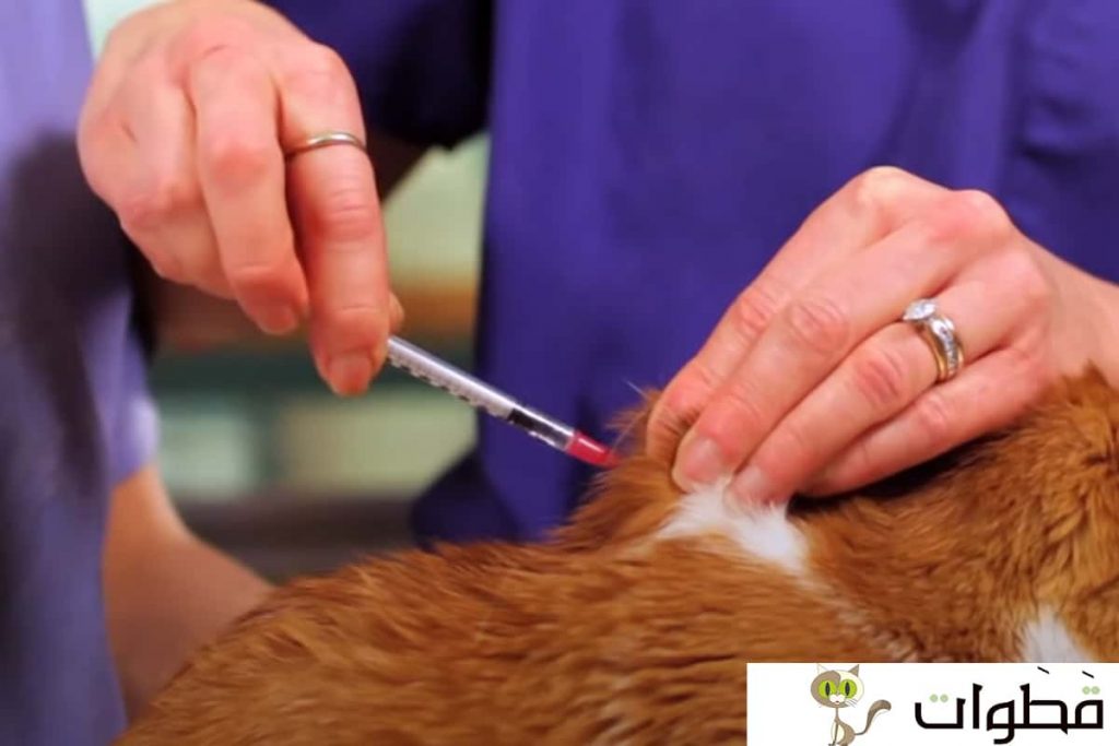 تطعيم سعار القطط