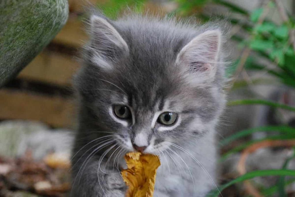 ماذا تأكل القطط الصغيرة من عمر شهر إلى شهرين