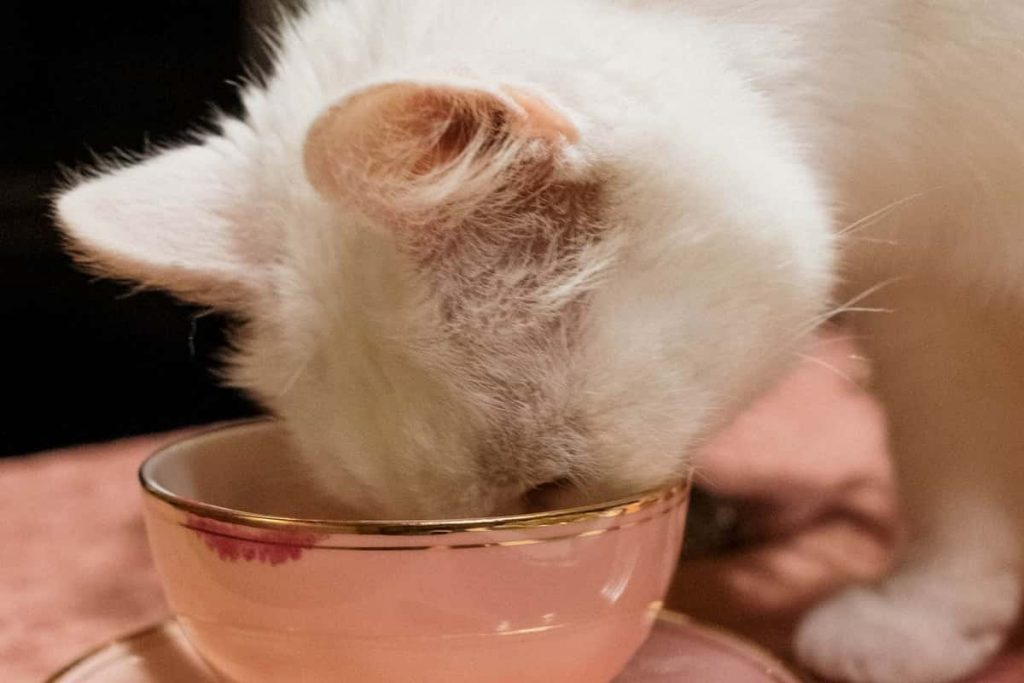 ماذا تأكل القطط الصغيره عمر شهرين إلى 6 شهور