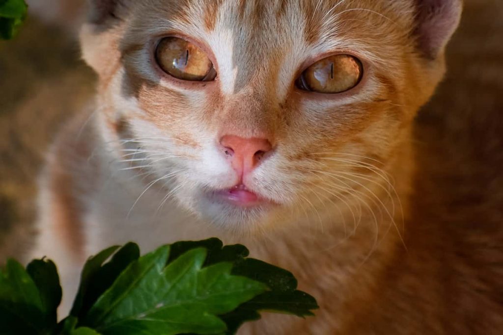 هل القطط تاكل الخضروات
