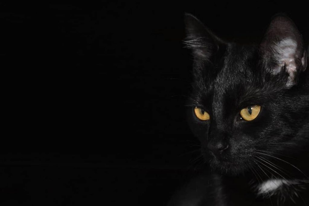عيون القطط في الظلام