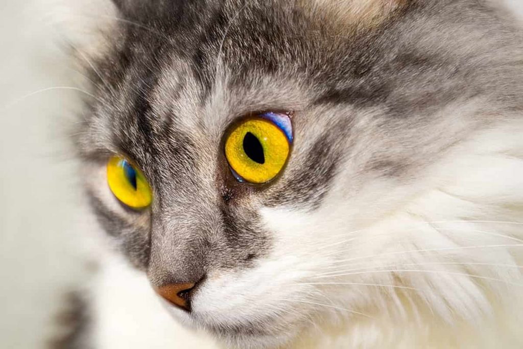 لماذا تضيء عيون القطط في الظلام