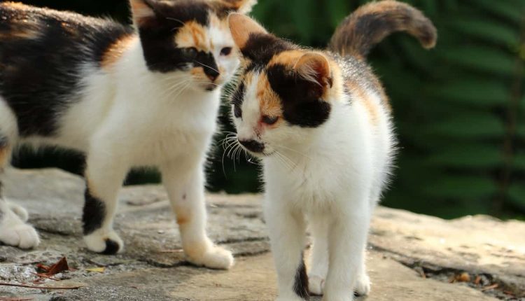 أنواع قطط كاليكو