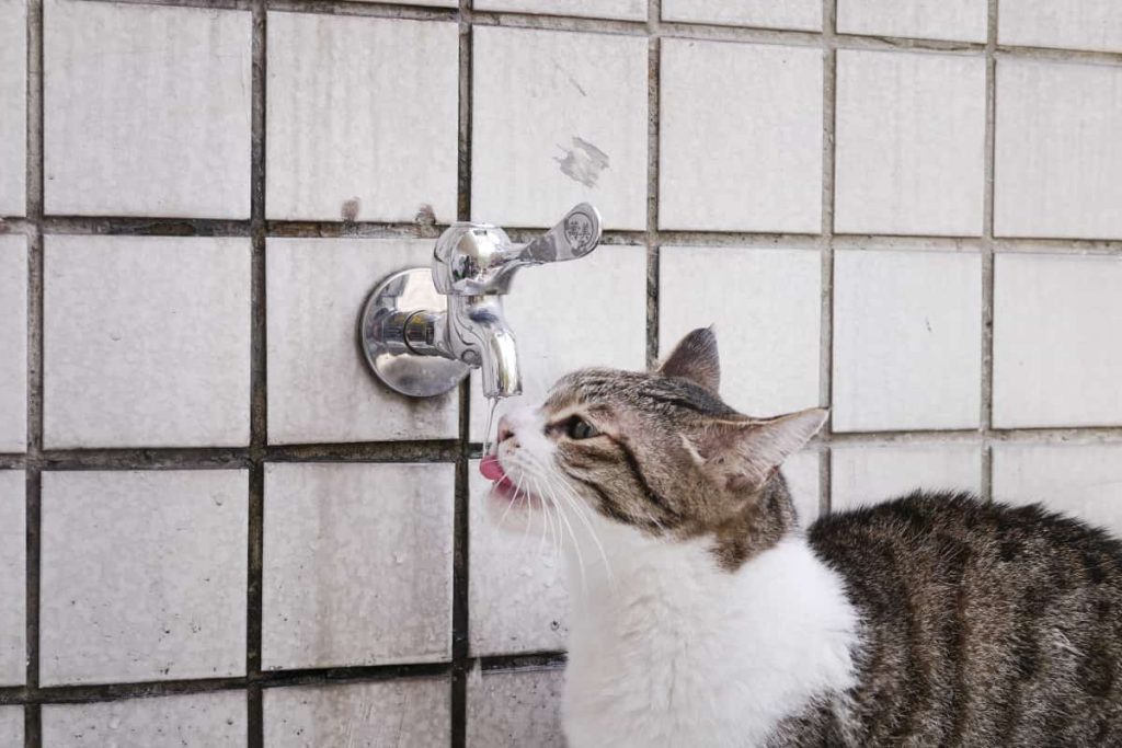 علاج الاسهال عند القطط بشرب الماء