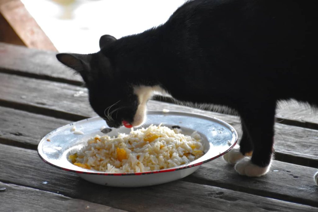 هل القطط تأكل الأرز