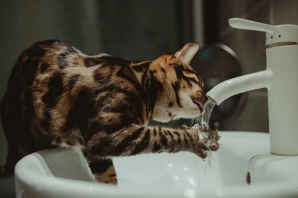 توفير الماء النظيف للقطط